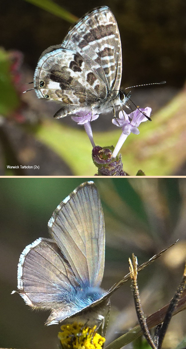 Cacyreus virilis